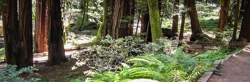 Dirt trail surrounded by trees